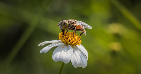 Close up image of hover fly pollinating daisy flower