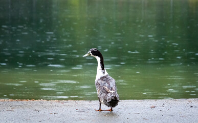 Hybrid Mallard Duck at Garden Lake in Rome Georgia.