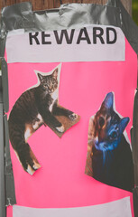 Lost Cat