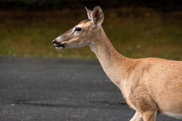 Fototapeta premium White Tailed Deer eating grass at wildlife park in Rome Georgia.