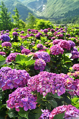 Obraz premium Hydrangea flowers are blooming beautifully in Yangmingshan National Park, Taiwan. 