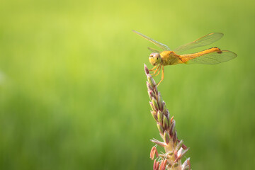 Yellow Dragonfly isolated on nature background