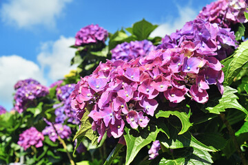 Hydrangea flowers are blooming beautifully in Yangmingshan National Park, Taiwan.   