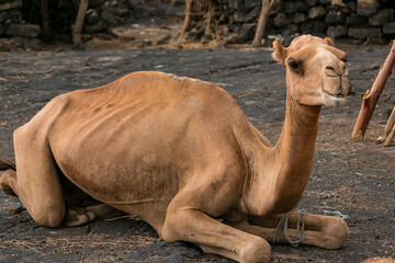 エチオピア・ダナキル砂漠ツアーで出会ったラクダ