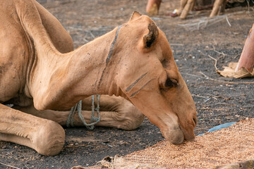 エチオピア・ダナキル砂漠ツアーで出会ったラクダ