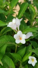 White Reblooming Weigela Shrub in Midwest Summer Garden