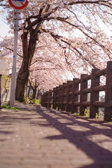 大阪豊中・桜の咲く春の千里川沿いの街並み