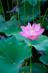 Beautiful lotus flowers bloom in the lake in summer. Beautiful lotus flowers are blooming. A beautiful lotus blooms in summer
