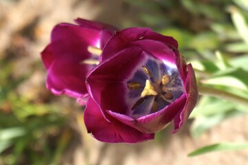 Fototapeta na wymiar purple tulip closeup