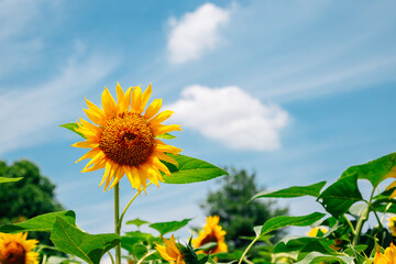 Yellow sunflower under blue sky in Korea