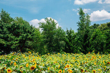 Obraz premium Sunflower field with green tree forest in Korea