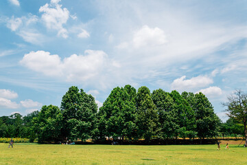 Green tree forest on grass field in Korea
