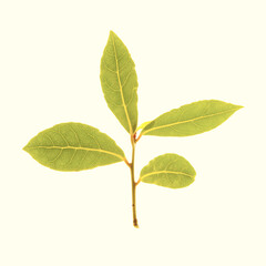 Fototapeta premium Fresh bay leaves on a soft white background