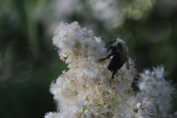 bumblebee sitting on white small flowers