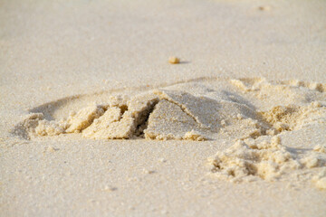grain of sand illuminated by the soft light of dawn in Rio de Janeiro.