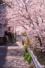 日本の春・桜の咲く街並み