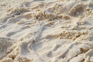 grain of sand illuminated by the soft light of dawn in Rio de Janeiro.