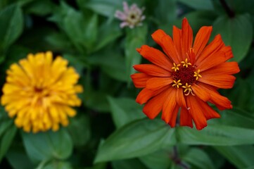 orange zinnia flower