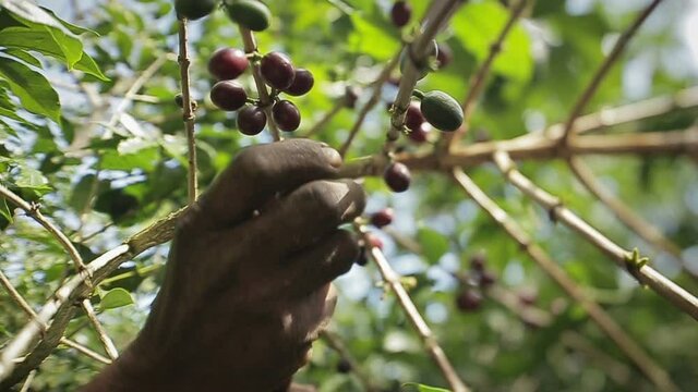Close up detail of human hands picking red ripe coffee beans still hanging from the bush's branch.
