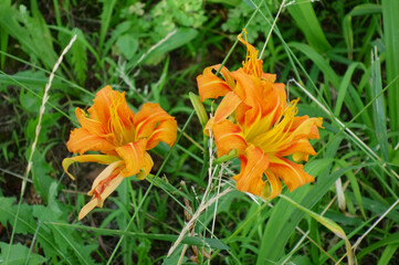 艶やかに咲き誇った、オレンジ色の百合の花