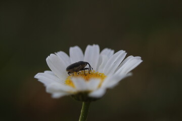 bug on a daisy flower