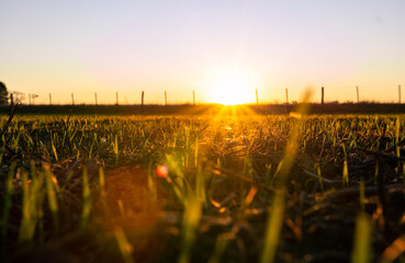 sunrise over the field