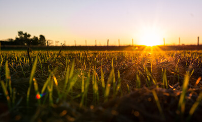 sunset in the field