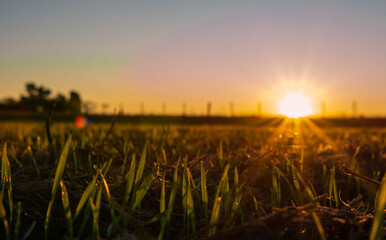 sunset over the field