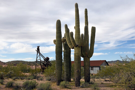 Saguaro cacti in Vulture city, Arizona