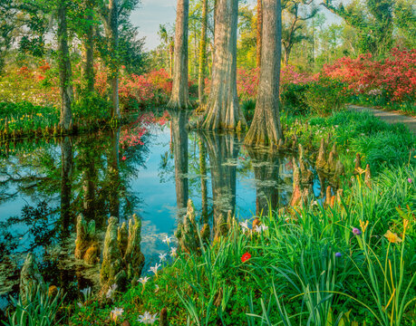 A refreshing southern garden is filled with cypress trees, flowers and water.