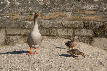 Greylag Goose portrait with two goslings on sandy river bank in summer
