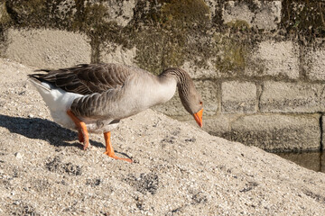 Greylag goose portrait on sandy river bank in summer.