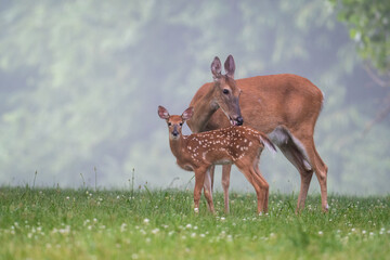 White-tailed deer doe and fawn on a summer morning © Tony Campbell