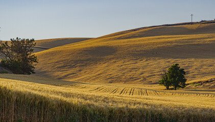 Fototapeta na wymiar Late Afternoon Sun Setting on Wheat Fields 