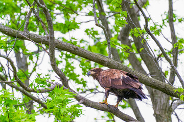 Juvenile Bald Eagle sitting on a tree branch.Bombey Hook National Wildlife Refuge.Delaware.USA