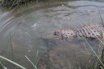 Large alligator in the water