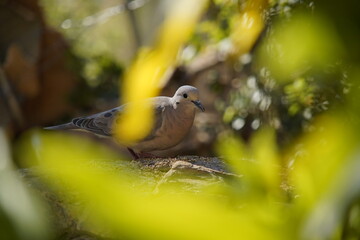 Bird Dove on a branch
