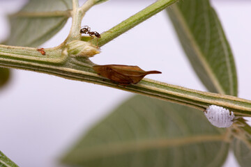 Ant, spiny brown bug and white mealy bug on the stem of a pigeon pea plant with white mealy bug. Macro shot of insects.