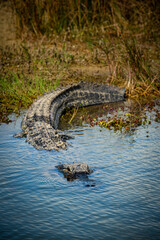 Large Alligator Enters Pool