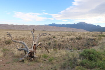 Tree in foreground with Colorado sand dunes in the background