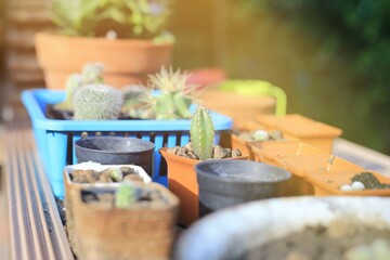 Close up of cactus pot