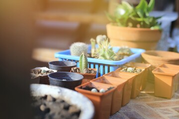 Close up of cactus pot