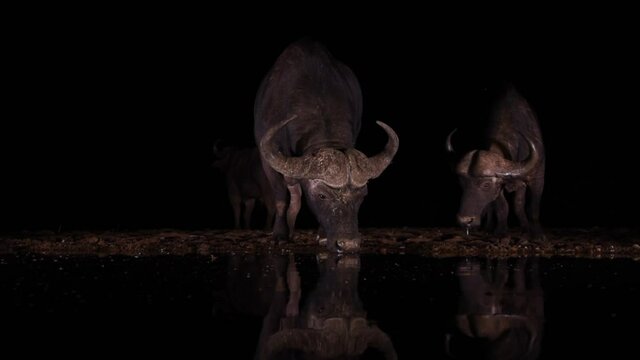 African buffalo drinking water at night at water hole in zimanga Natal