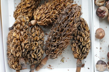 木の実　コレクション　どんぐり　まつぼっくり　自由研究　森