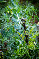 Clouseups of flowers.