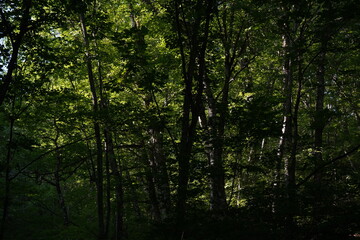 Fototapeta na wymiar ブナの森　白神山地　夏休み　トレッキング　世界遺産　森　風景　 