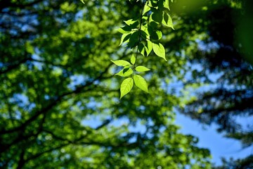 Fototapeta na wymiar 木漏れ日浴びて輝く新緑の若葉＠大台ヶ原山、奈良