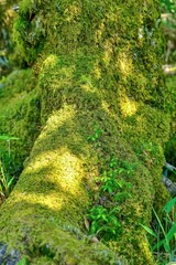 木漏れ日浴びて輝く苔むした倒木の上で育つ新芽＠大台ヶ原山、奈良