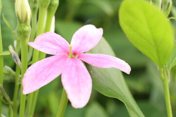 pink and white flower