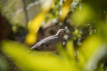 Bird Dove on a branch